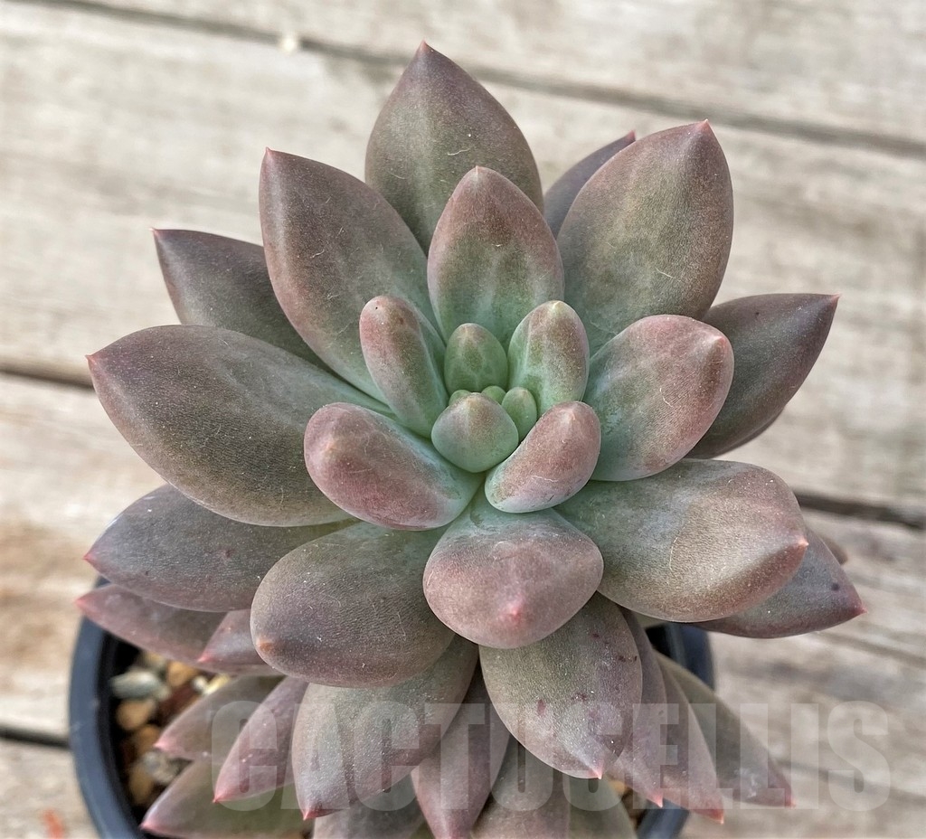 SHPR16239 Pachyphytum 'Red Dragon'
