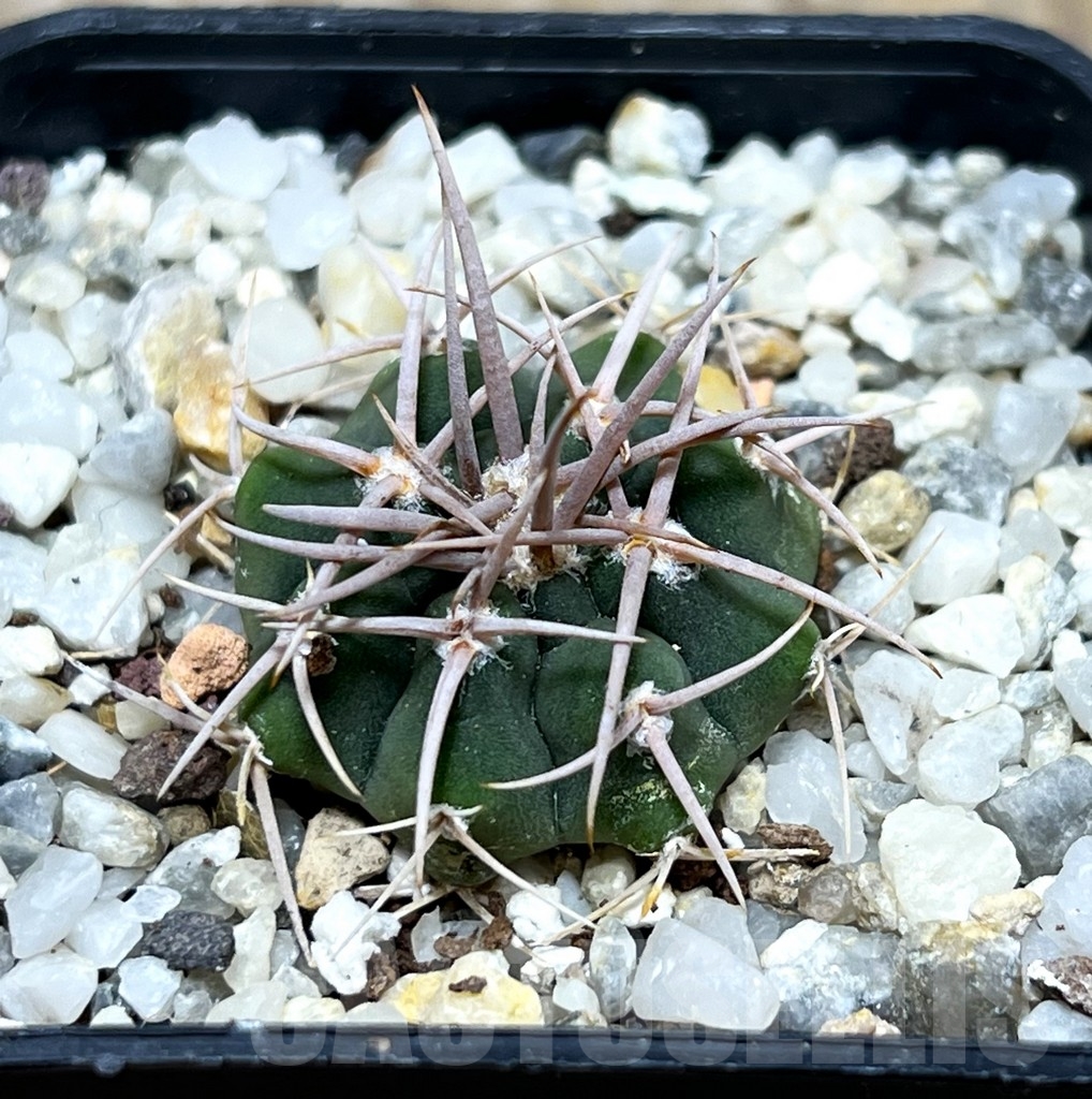 SHPR16368 Gymnocalycium ferox