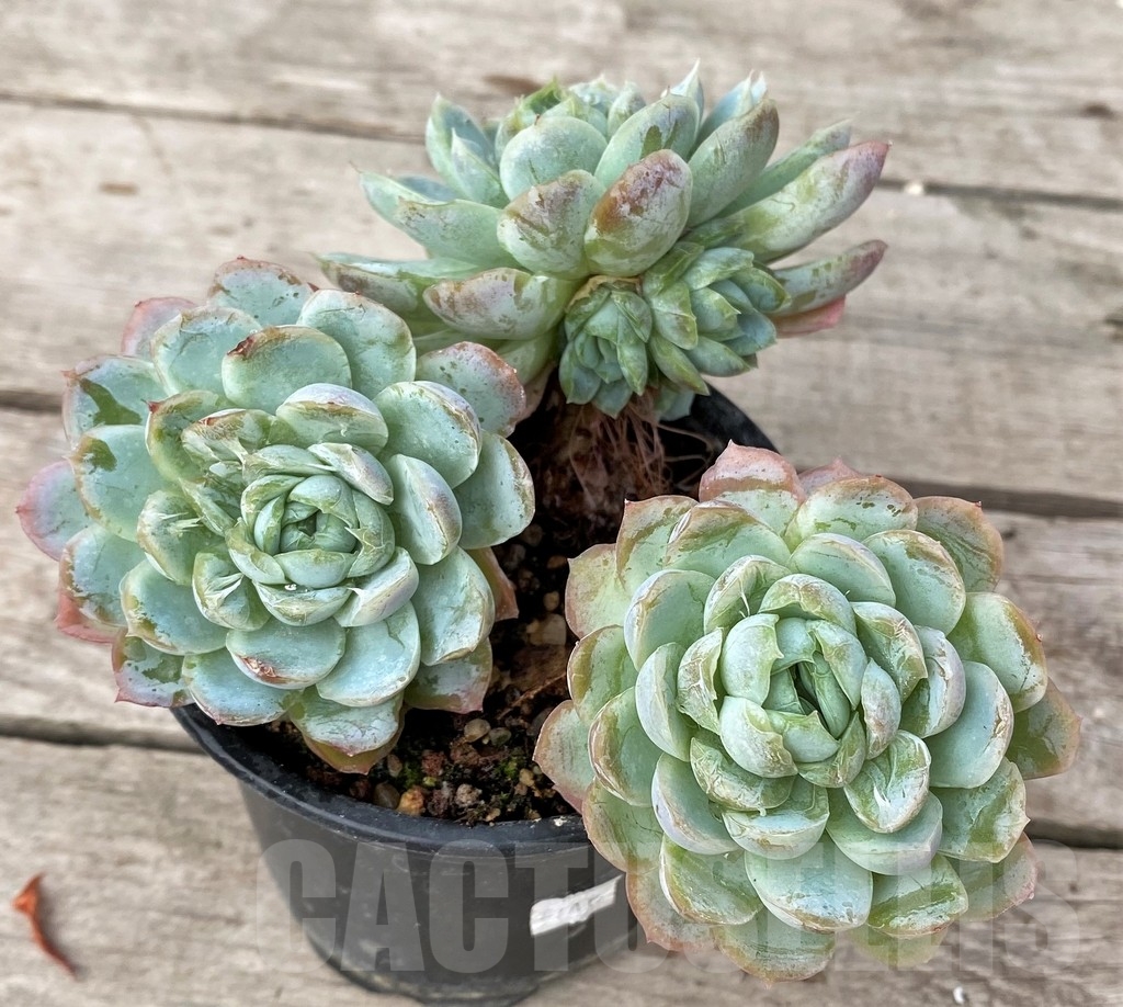 SHPR16240 Echeveria elegans - 画像 (2)