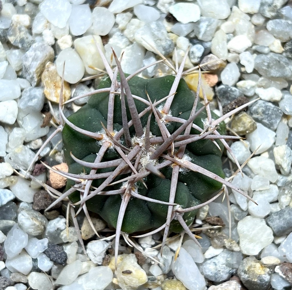 SHPR16368 Gymnocalycium ferox - Image 2