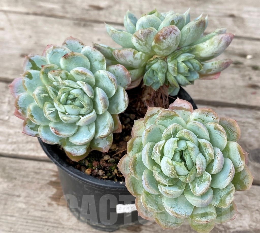 SHPR16240 Echeveria elegans