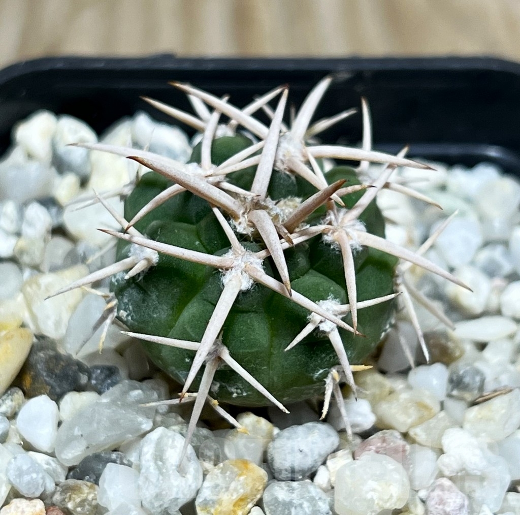 SHPR16369 Gymnocalycium hybopleurum v. ferocior
