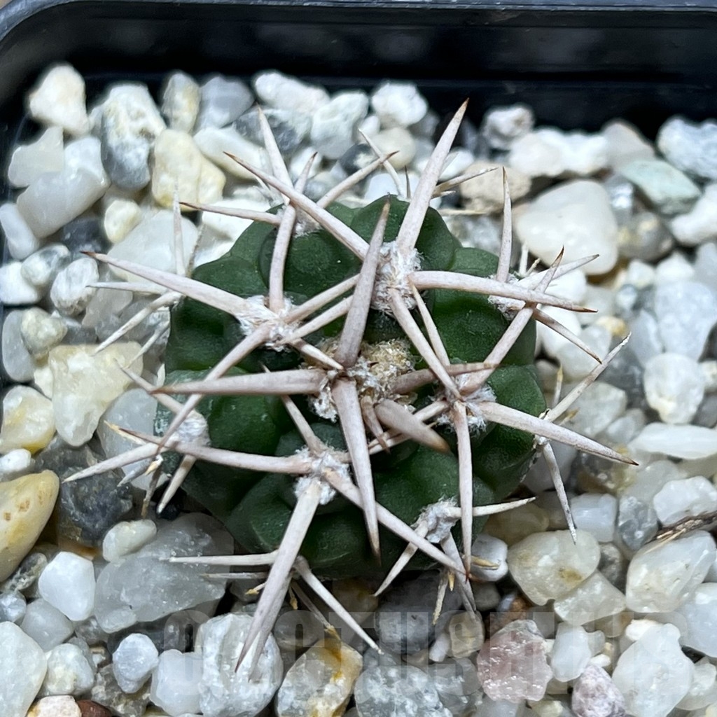 SHPR16369 Gymnocalycium hybopleurum v. ferocior - Obrázek 2
