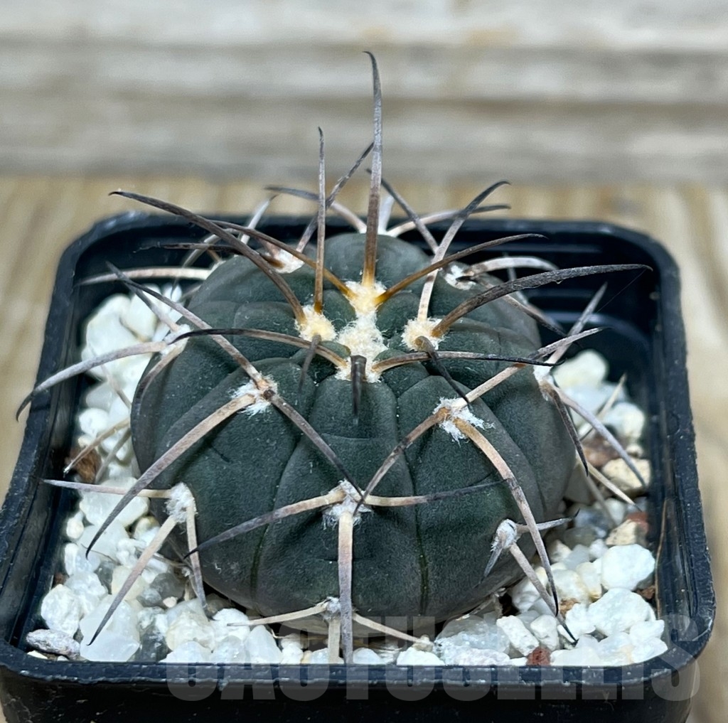 SHPR16370 Gymnocalycium spegazzinii JO-1102 - Obrázek 2