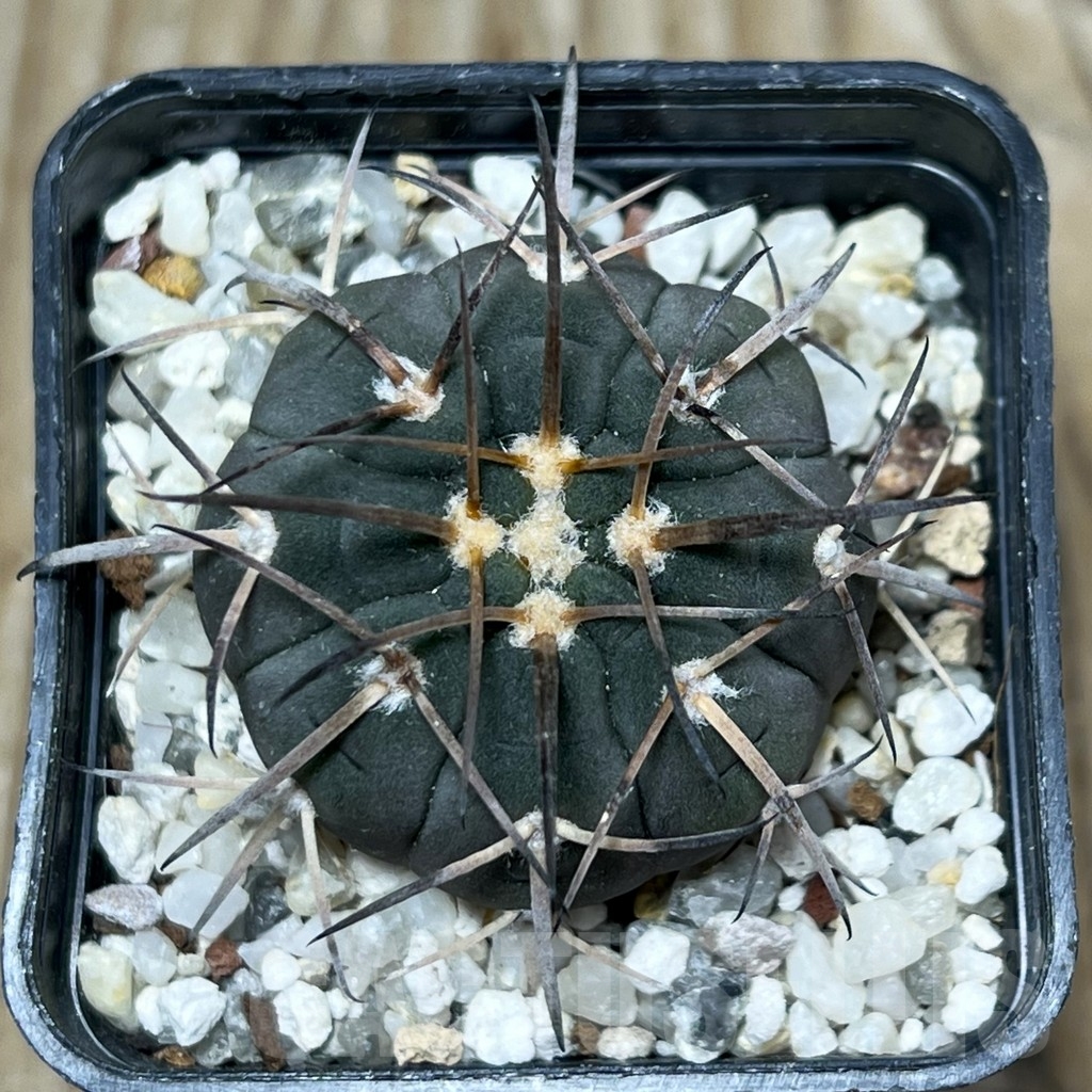 SHPR16370 Gymnocalycium spegazzinii JO-1102