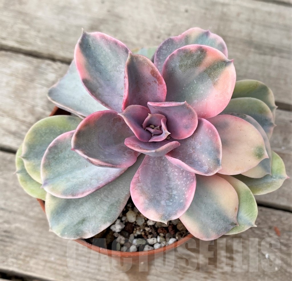 SHPR16243 Echeveria 'Rainbow'