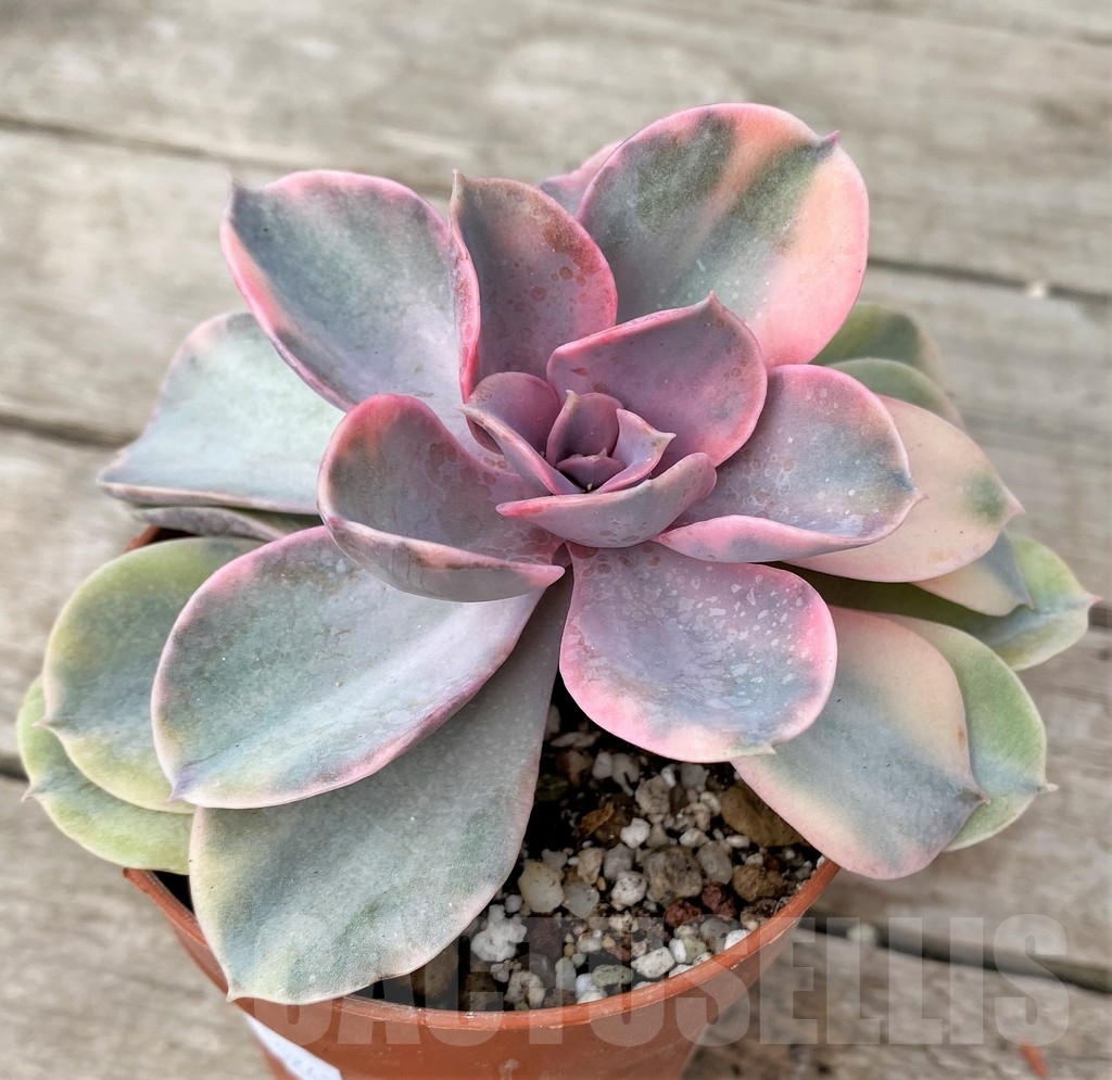 SHPR16243 Echeveria 'Rainbow' - Зображення 2