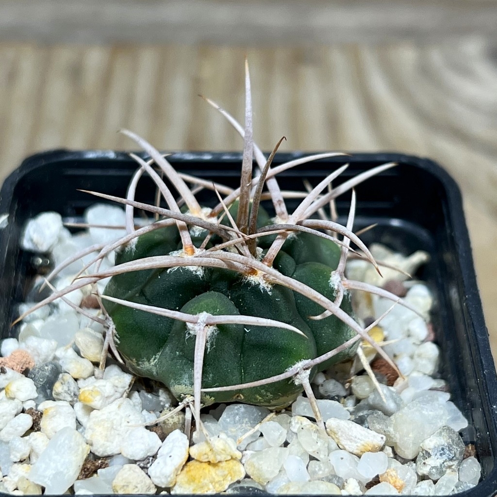 SHPR16373 Gymnocalycium ferox