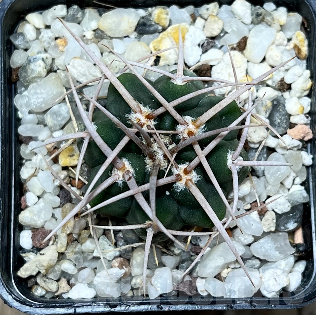 SHPR16373 Gymnocalycium ferox - Image 2