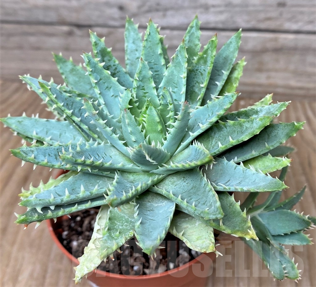 SHPR16296 Aloe brevifolia