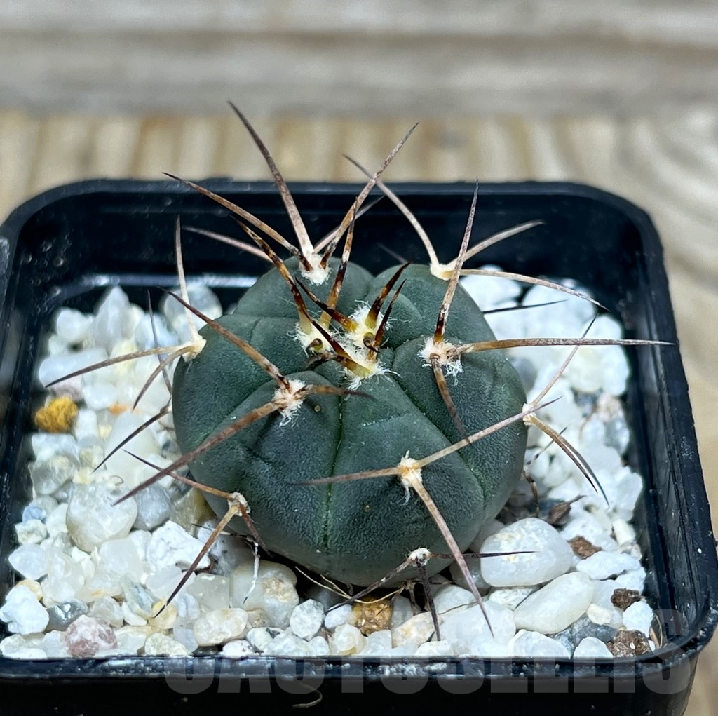 SHPR16375 Gymnocalycium cardenasianum v. armatum, HTH 106