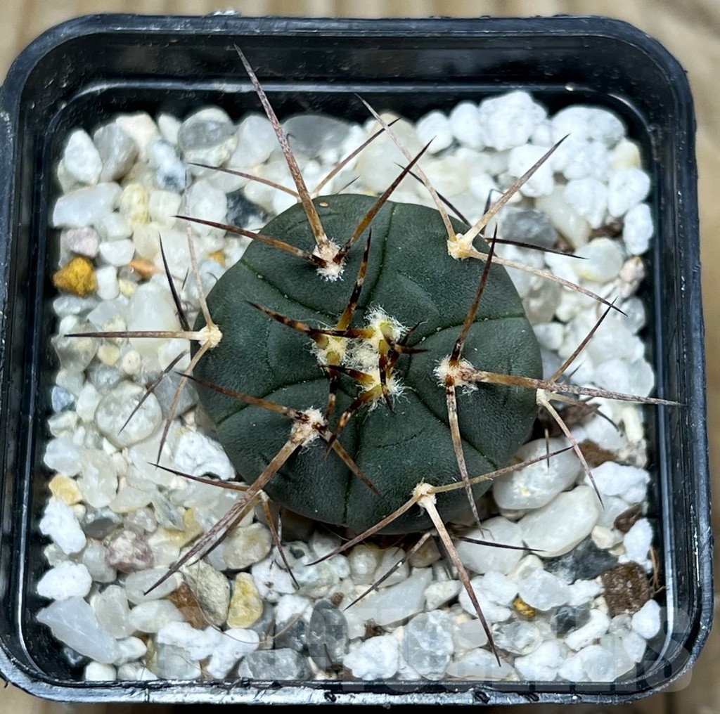 SHPR16375 Gymnocalycium cardenasianum v. armatum, HTH 106 - immagine 2