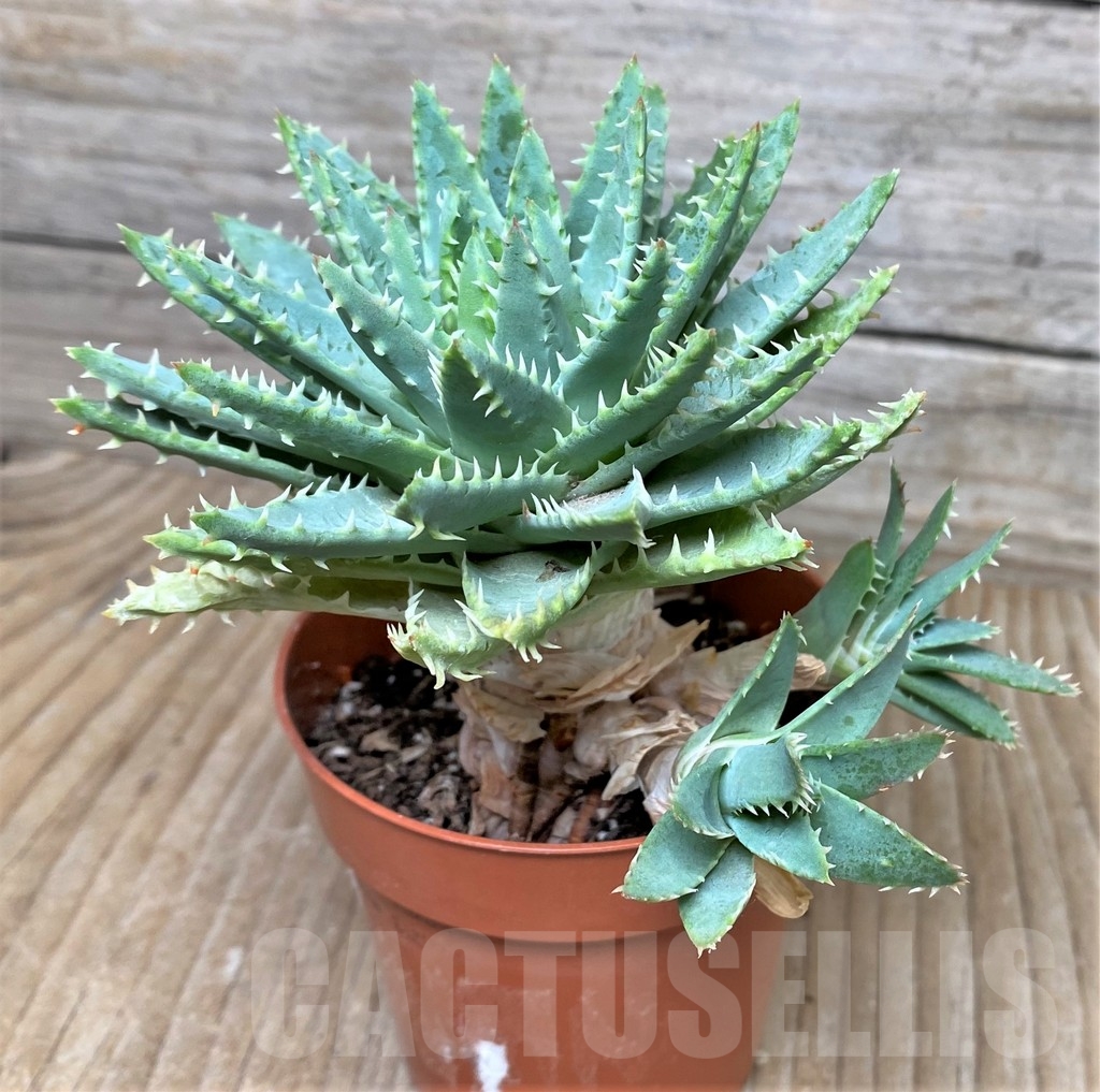 SHPR16296 Aloe brevifolia - Image 2