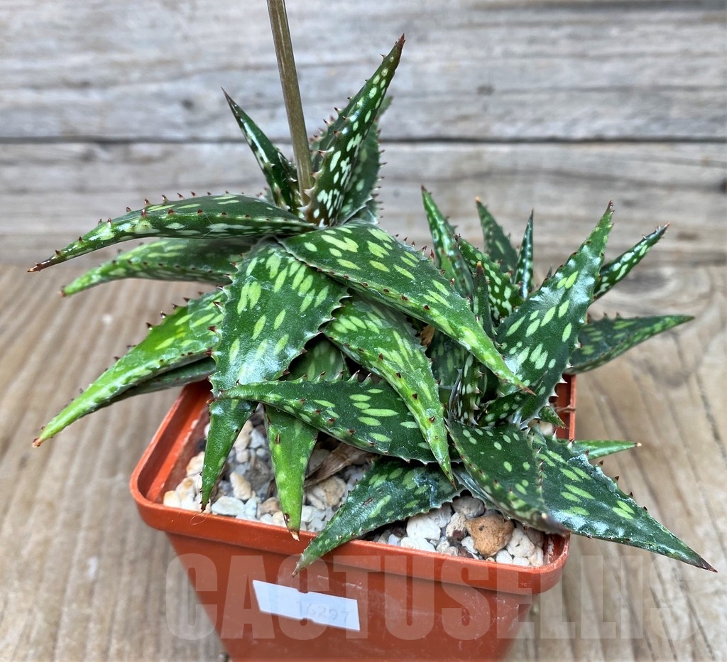 SHPR16297 Aloe jucunda ES 2094 - Image 2