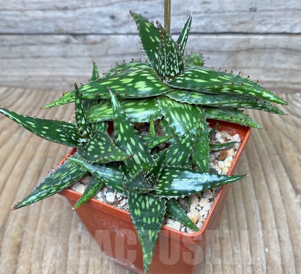 SHPR16297 Aloe jucunda ES 2094