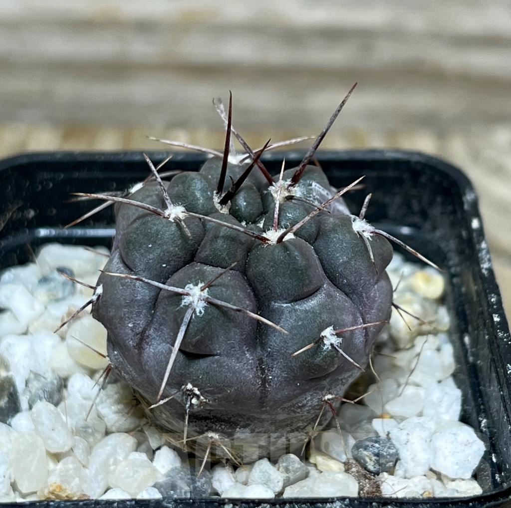 SHPR16377 Gymnocalycium striglianum v. aeneum