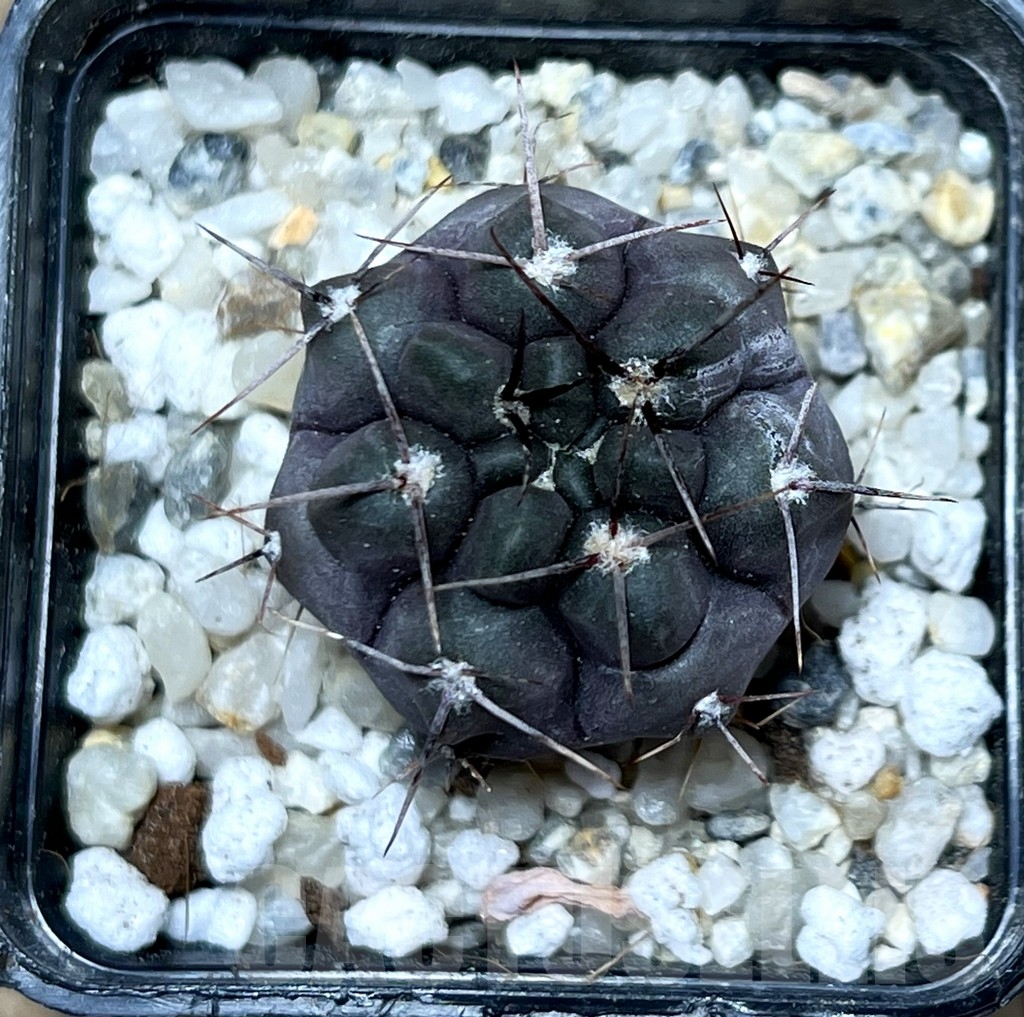 SHPR16377 Gymnocalycium striglianum v. aeneum - Image 2