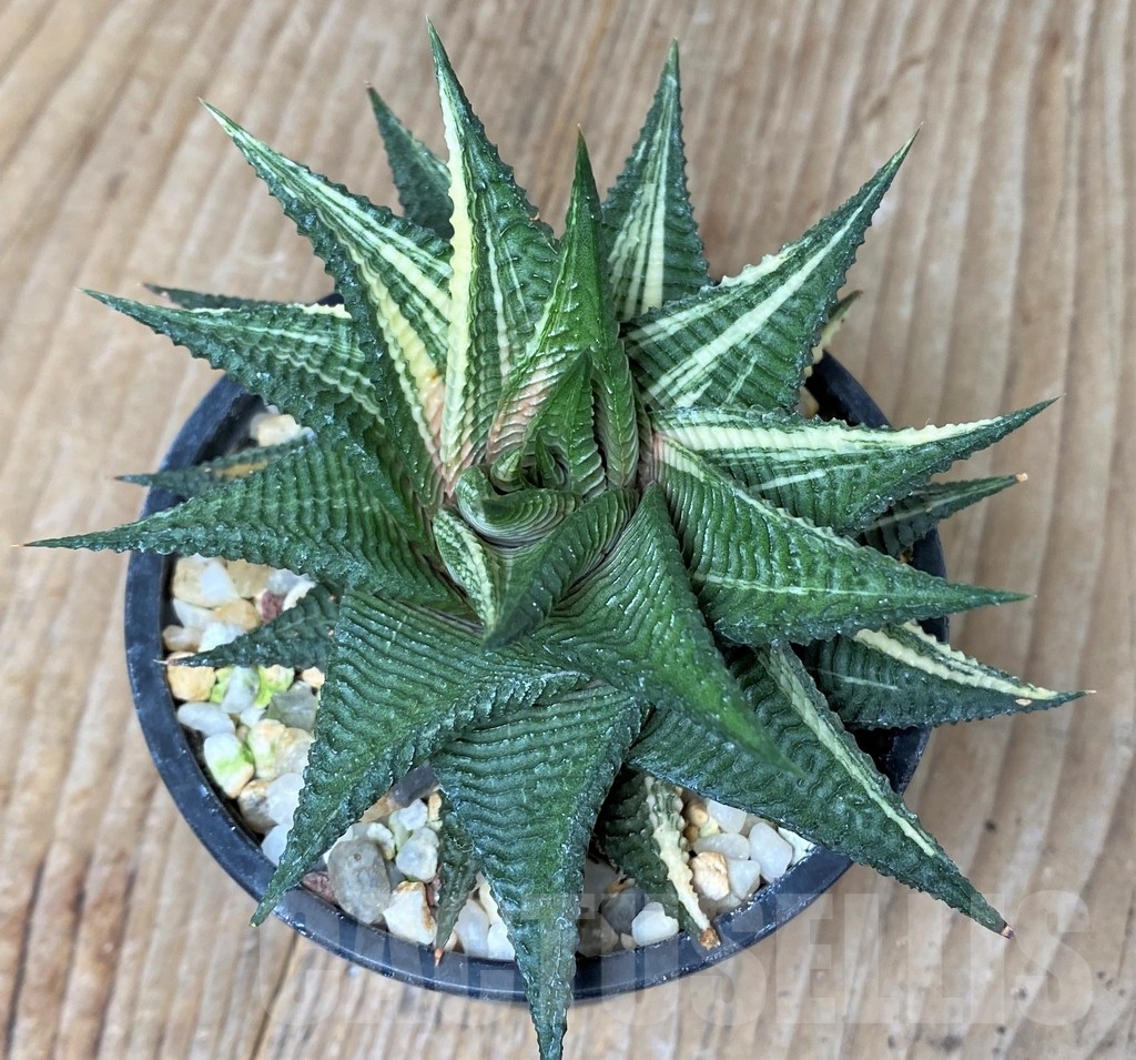 SHPR16299 Hawortia limifolia 'Glass palace brocade' - 画像 (2)