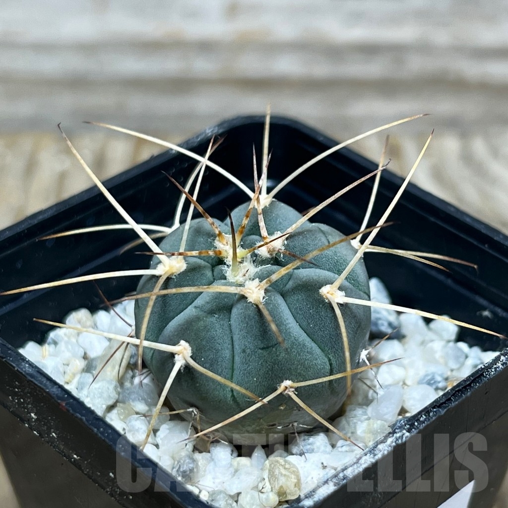 SHPR16379 Gymnocalycium cardenasianum armatum, HTH 106