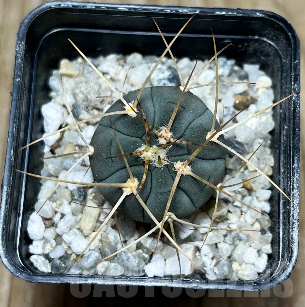 SHPR16379 Gymnocalycium cardenasianum armatum, HTH 106 - Image 2