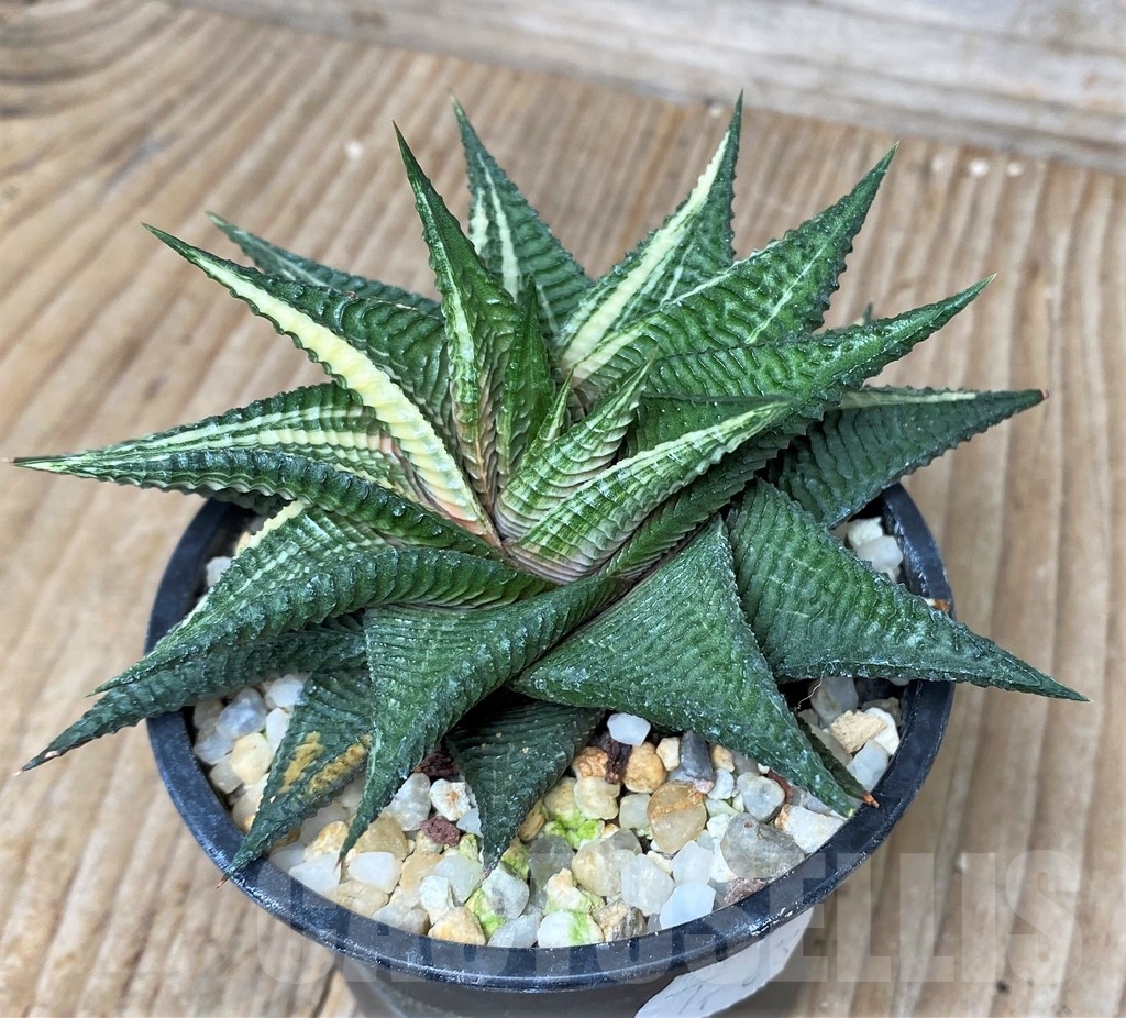 SHPR16299 Hawortia limifolia 'Glass palace brocade'