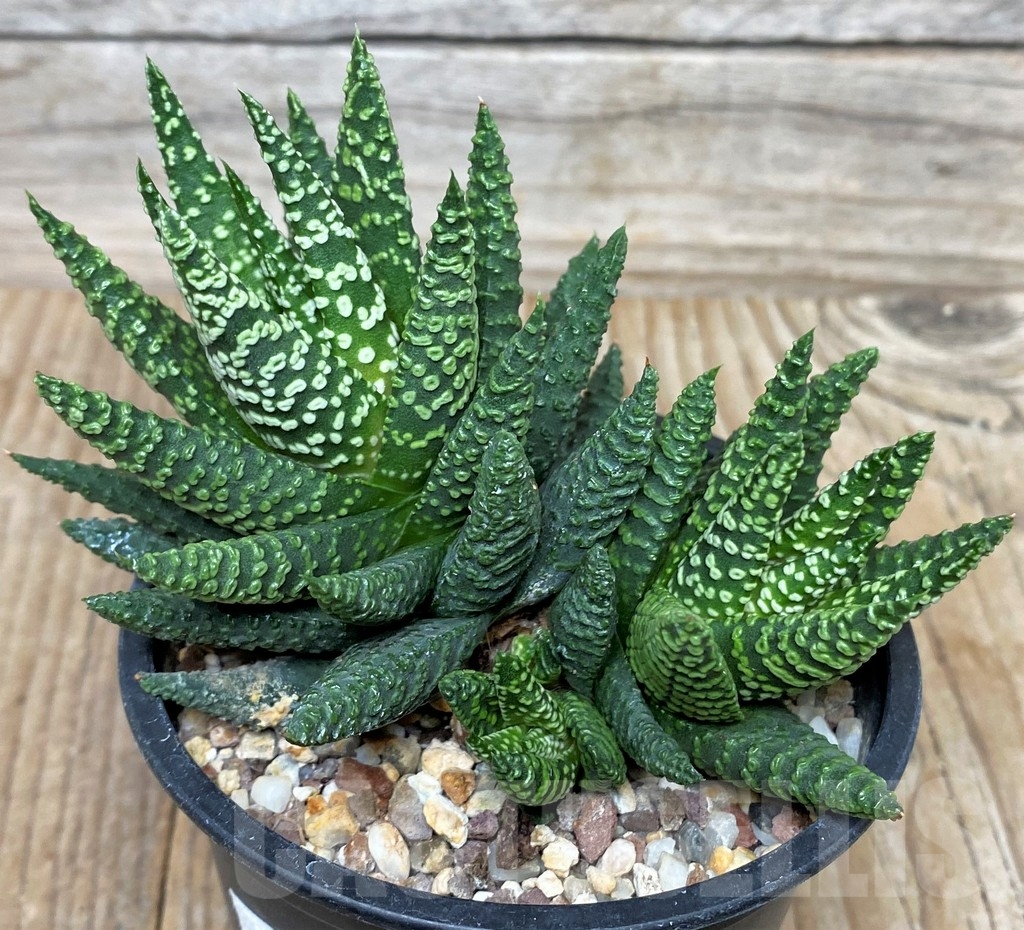 SHPR16300 Haworthia pumila 'Donut' - Image 2