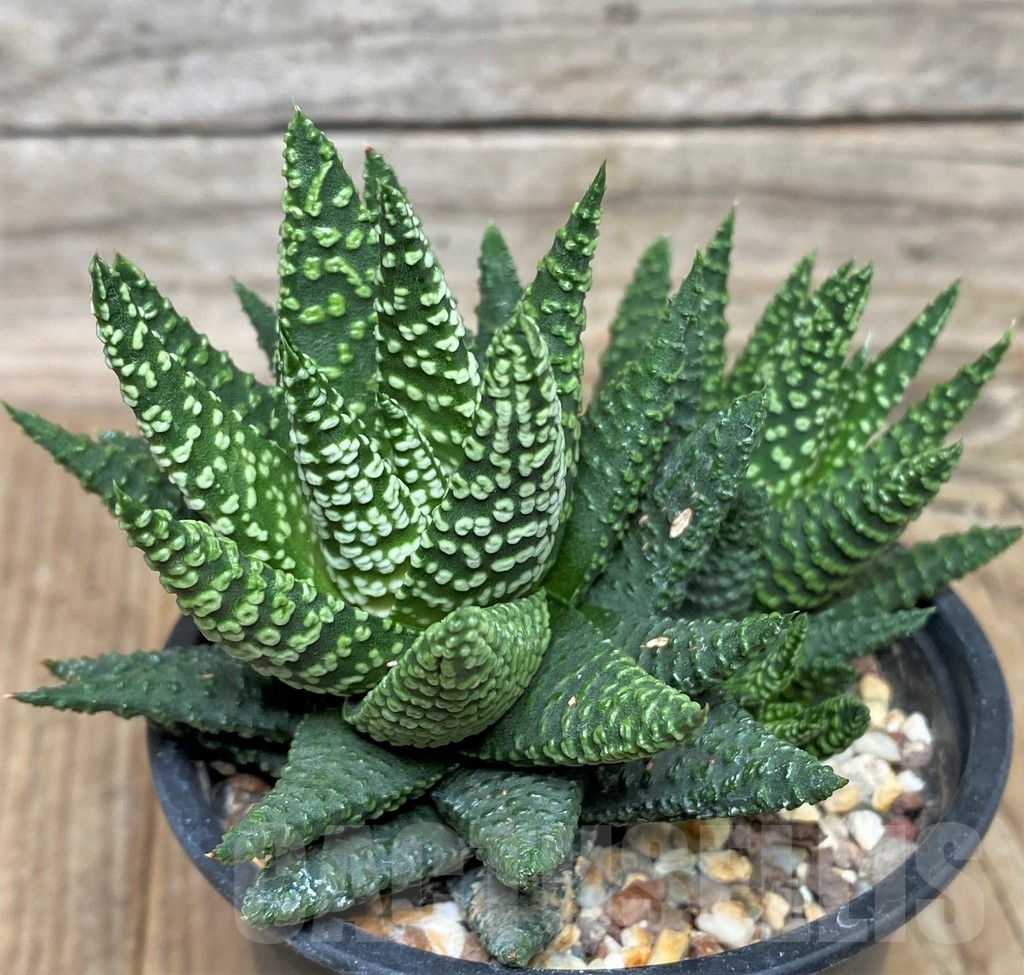 SHPR16300 Haworthia pumila 'Donut'
