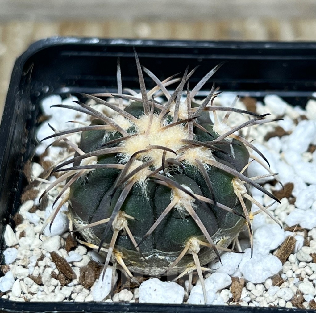 SHPR16382 Gymnocalycium spegazzinii 'Major', TOM 310/1