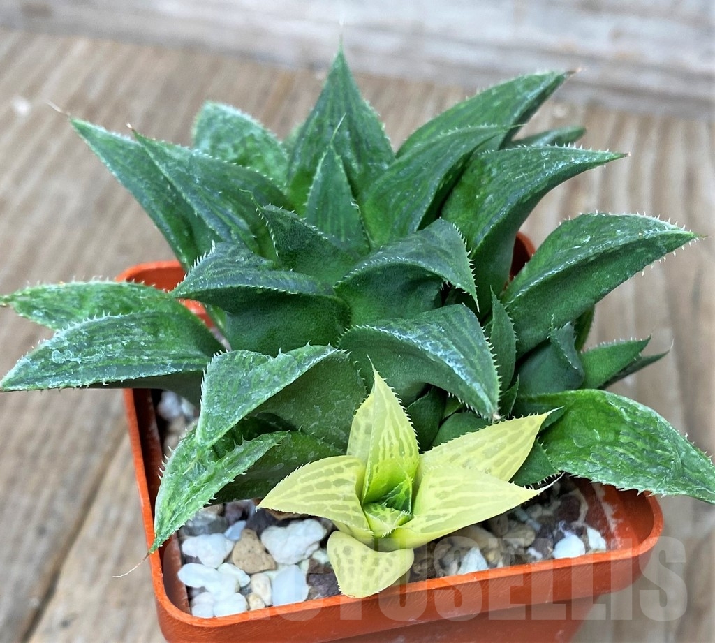 SHPR16301 Haworthia 'Maya Nishiki'