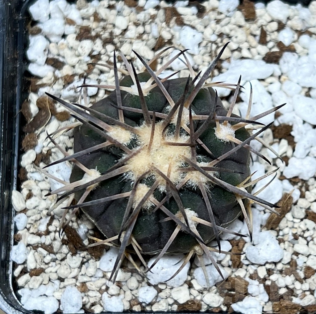 SHPR16382 Gymnocalycium spegazzinii 'Major', TOM 310/1 - Image 2
