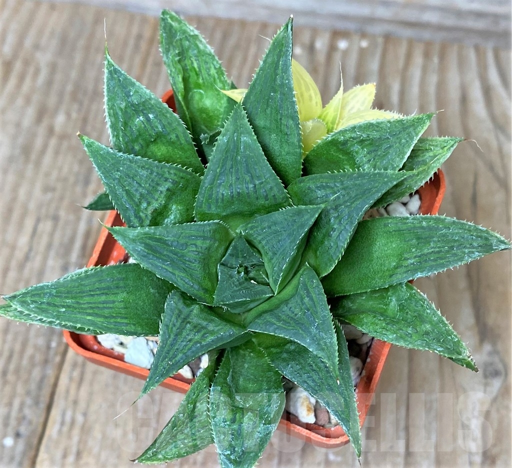 SHPR16301 Haworthia 'Maya Nishiki' - Image 2