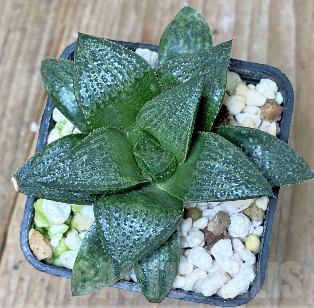 SHPR16250 Haworthia magnifica v. splendens Japan x Haworthia magnifica v. splendens GM 452
