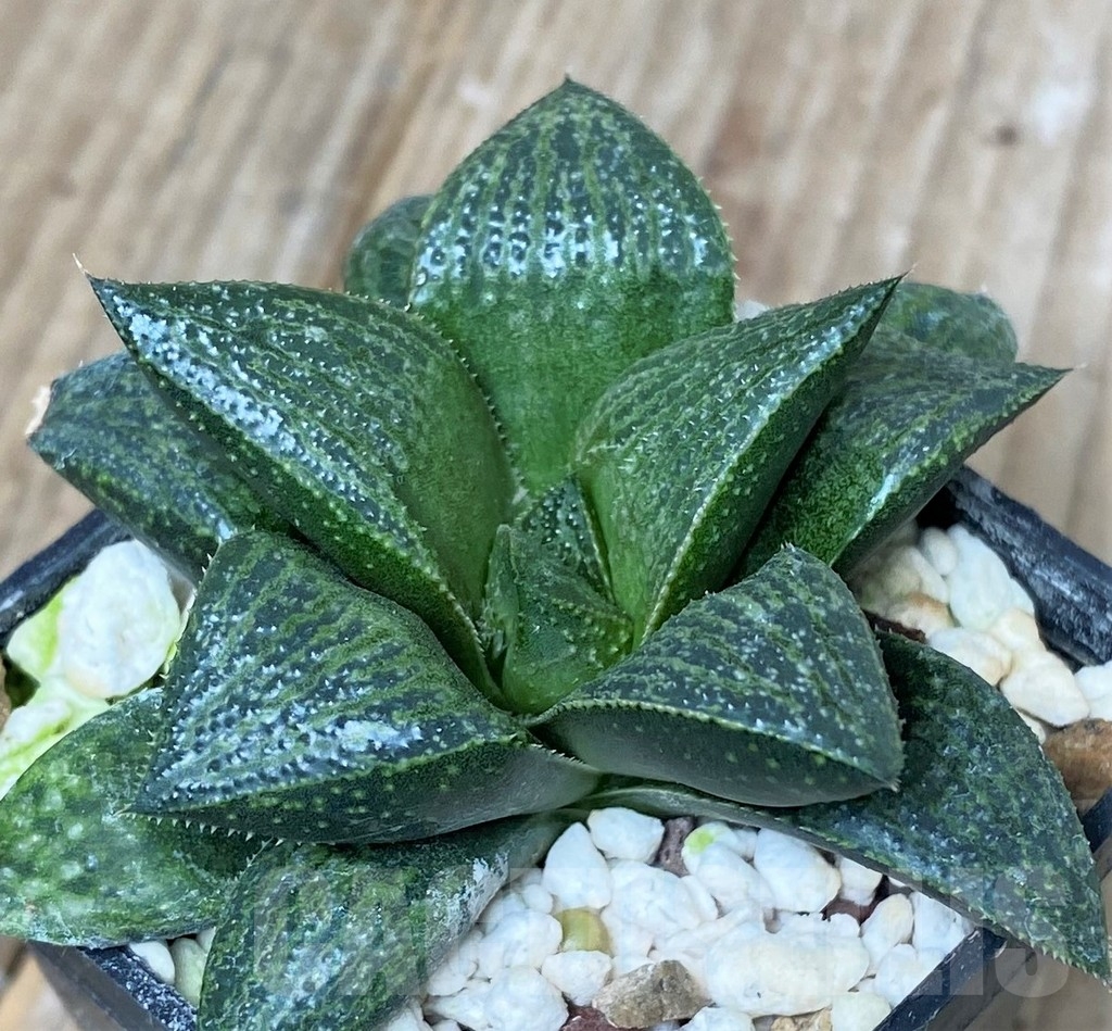 SHPR16250 Haworthia magnifica v. splendens Japan x Haworthia magnifica v. splendens GM 452 - Image 2