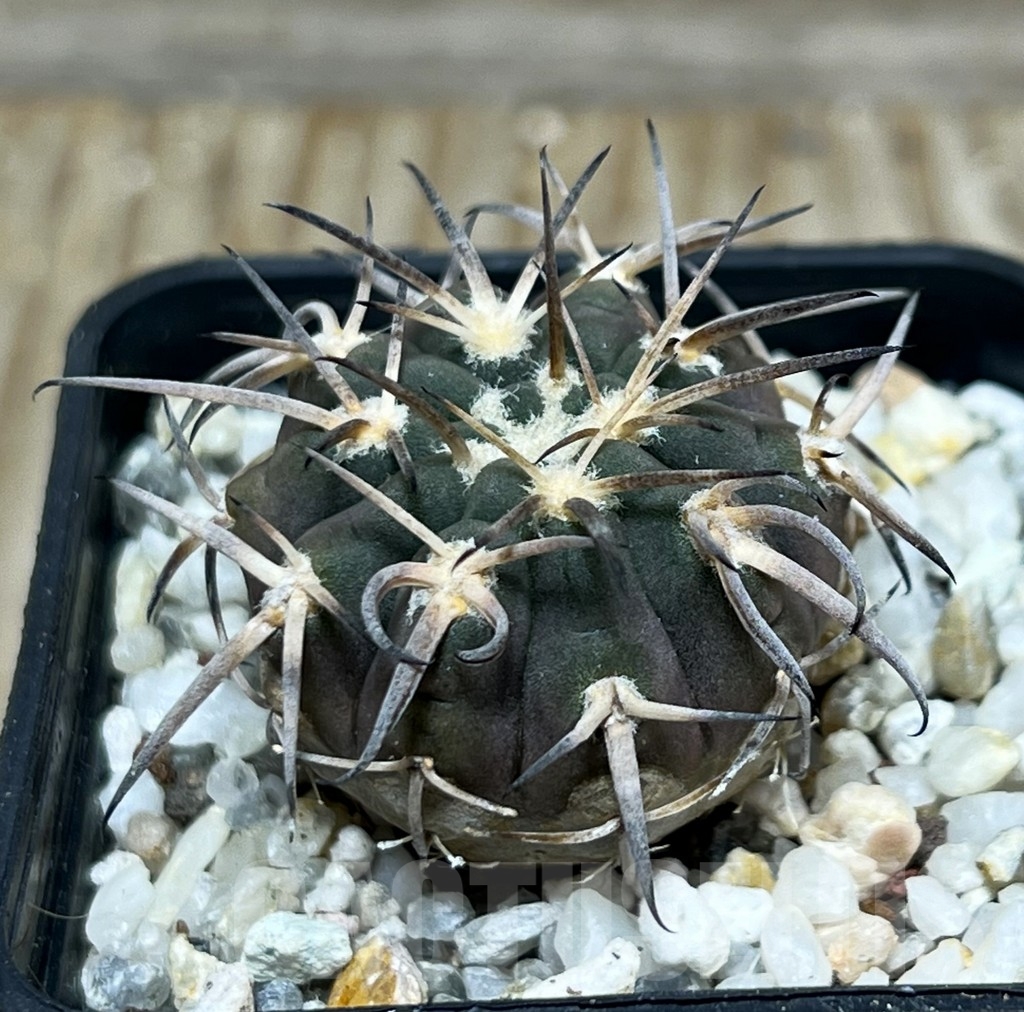SHPR16388 Gymnocalycium spegazzinii OJF-248