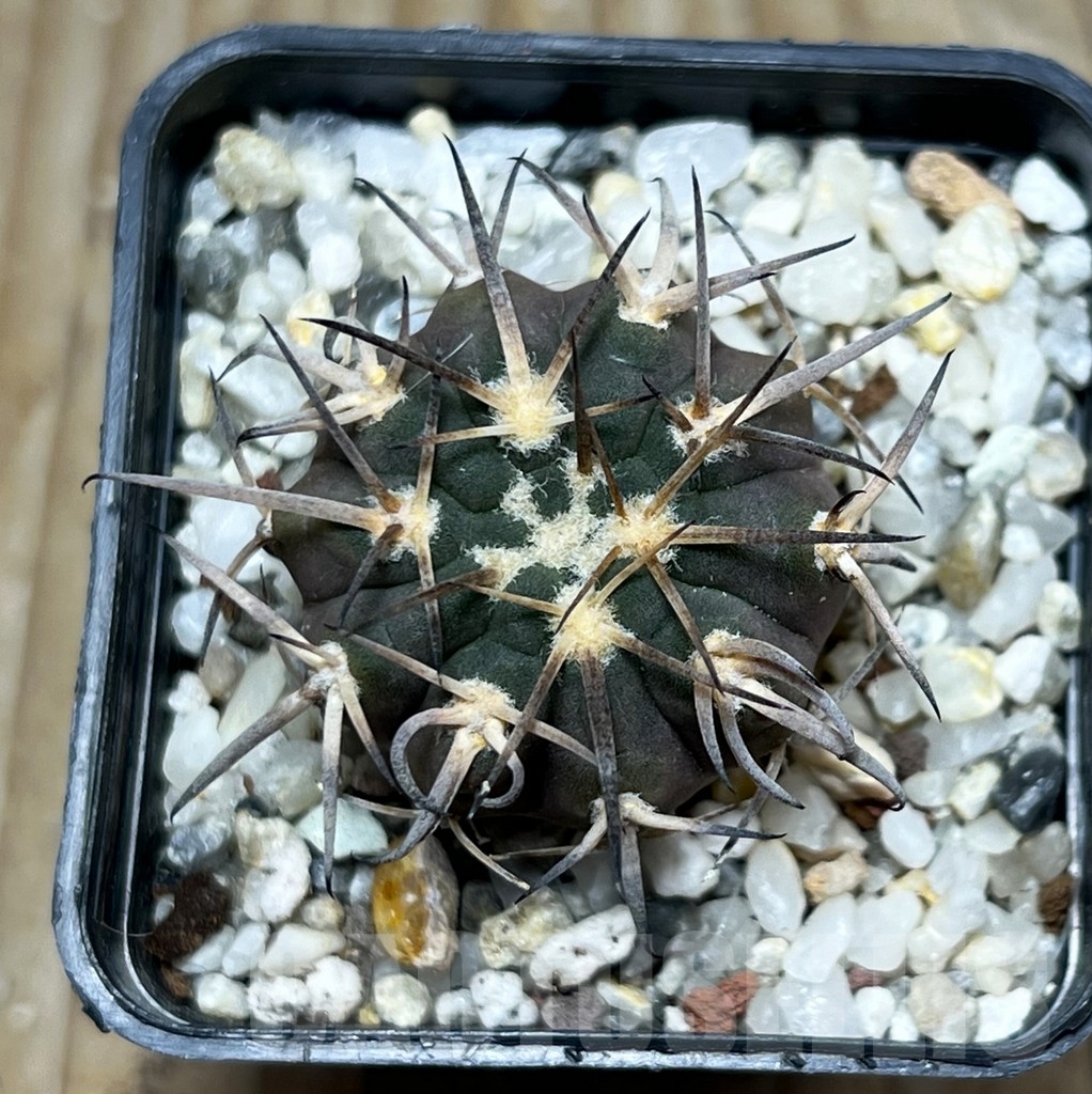 SHPR16388 Gymnocalycium spegazzinii OJF-248 - Image 2