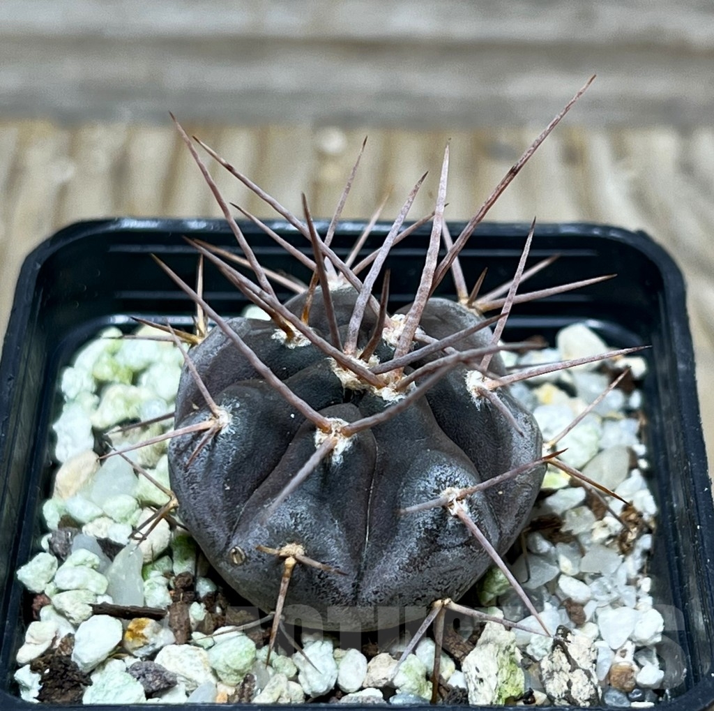 SHPR16389 Gymnocalycium castellanosii v. bozsingianum P 205