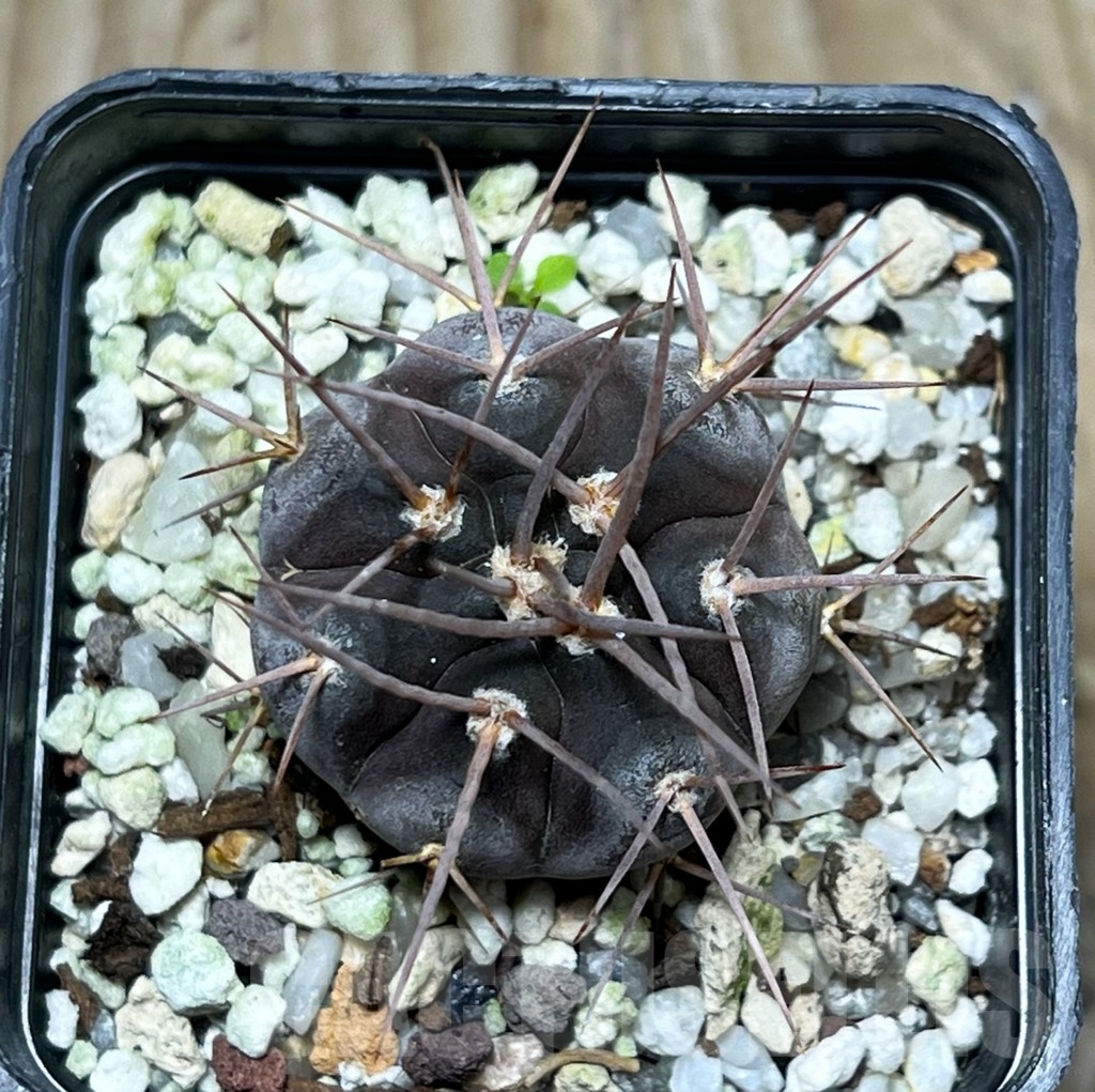 SHPR16389 Gymnocalycium castellanosii v. bozsingianum P 205 - Image 2