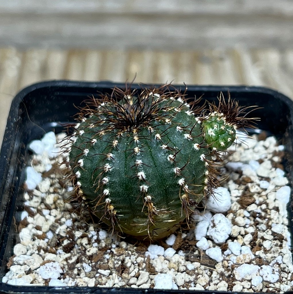 SHPR16392 Frailea asterioides