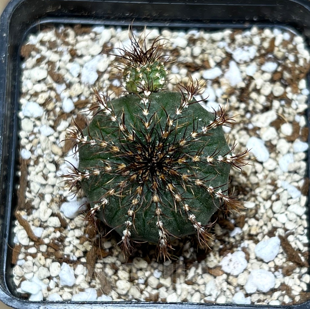 SHPR16392 Frailea asterioides - Imagen 2