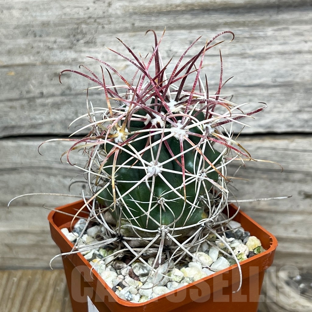 SHPR16394 Ferocactus cylindraceus v. tortulispinus