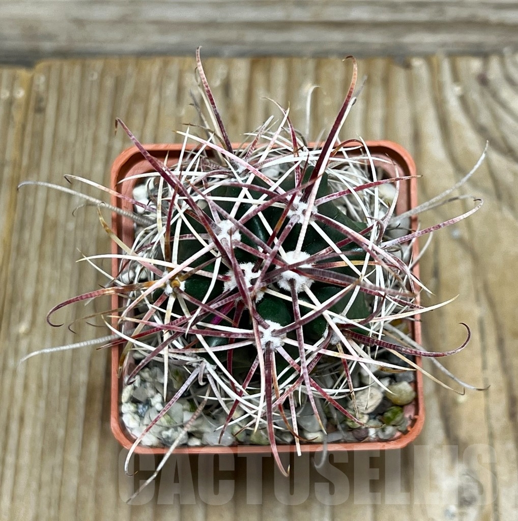 SHPR16394 Ferocactus cylindraceus v. tortulispinus - Image 2