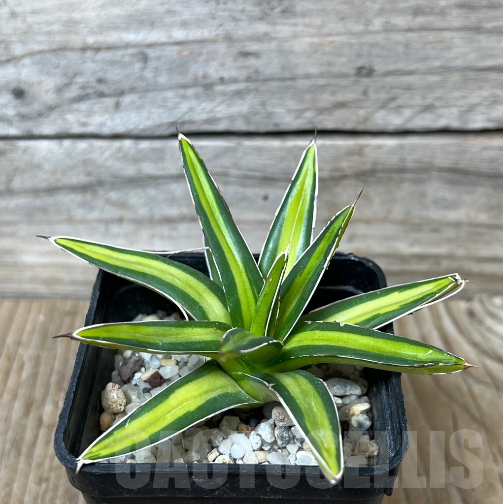 SHPR16395 Agave victoriae-reginae f. variegata 'Mediopicta'