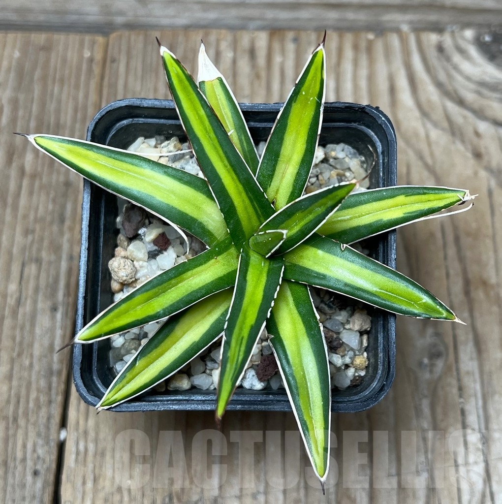 SHPR16395 Agave victoriae-reginae f. variegata 'Mediopicta' - Image 2
