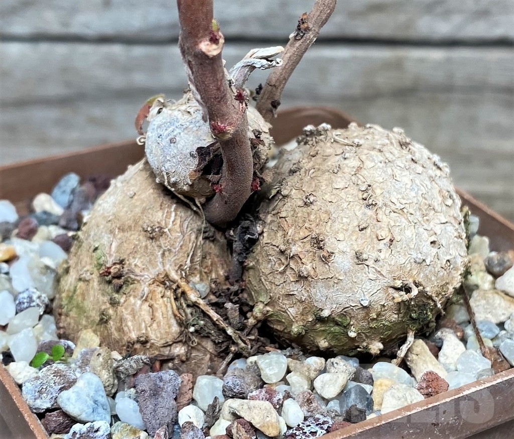 SHPR16304 Sinningia reitzii 'Iporanga' - Image 2