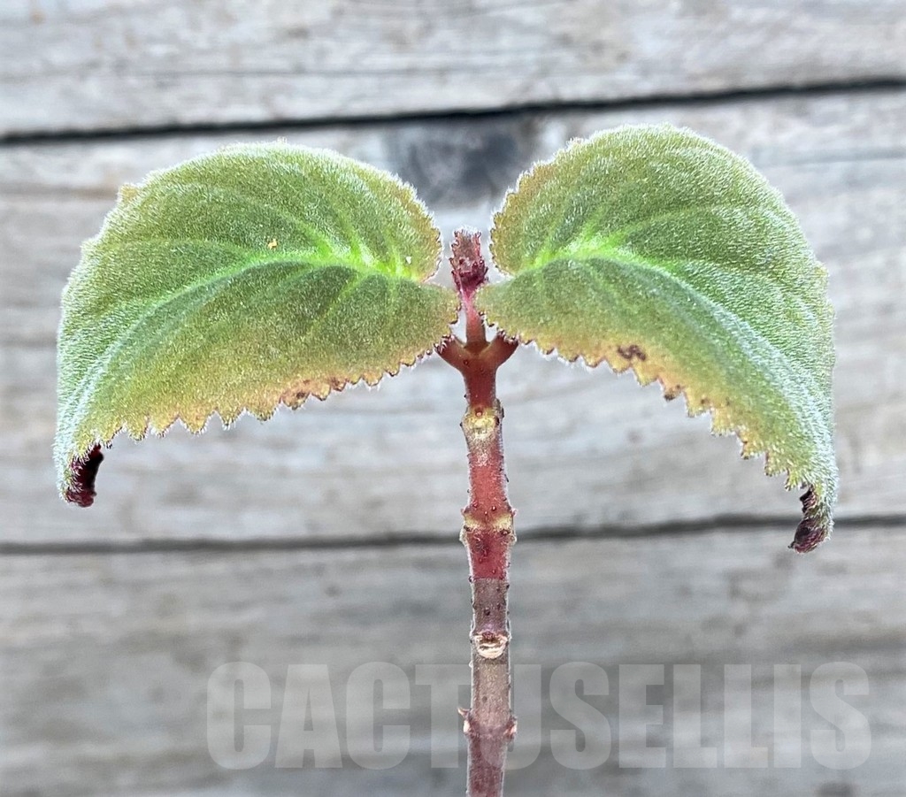 SHPR16304 Sinningia reitzii 'Iporanga'