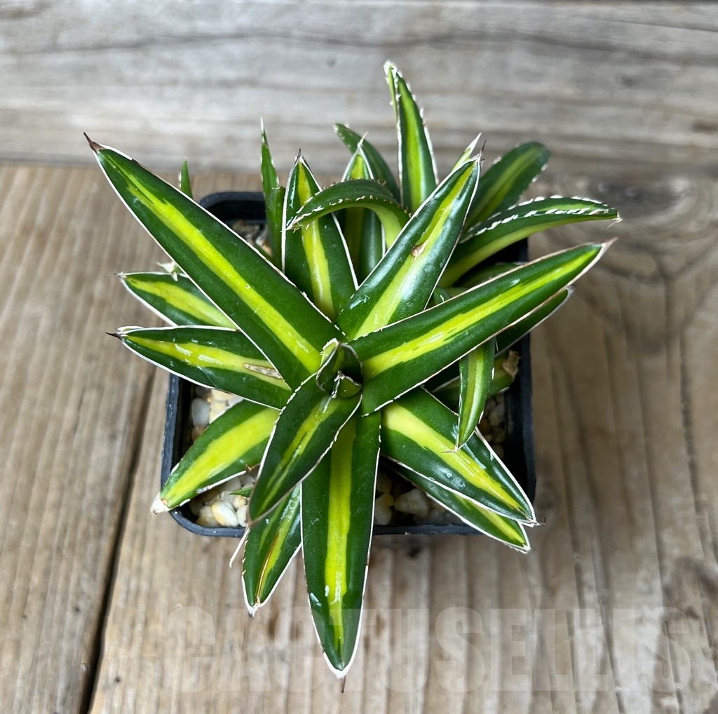 SHPR16396 Agave victoriae-reginae 'Giant' - Image 2