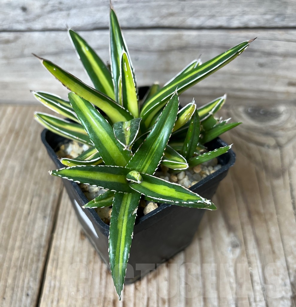 SHPR16396 Agave victoriae-reginae 'Giant' - Image 3