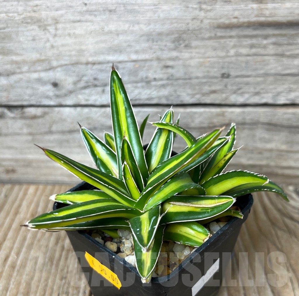 SHPR16396 Agave victoriae-reginae 'Giant'