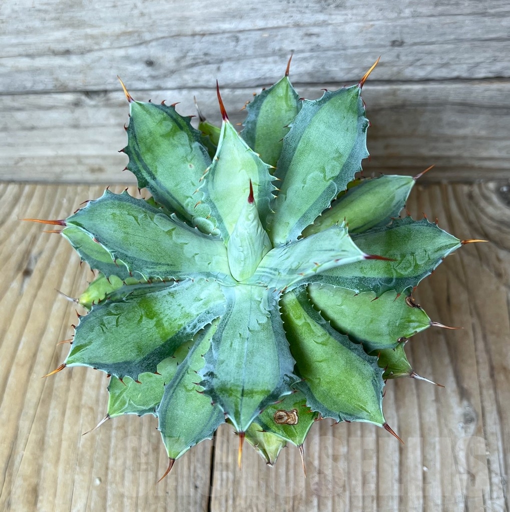 SHPR16398 Agave potatorum 'Becky'