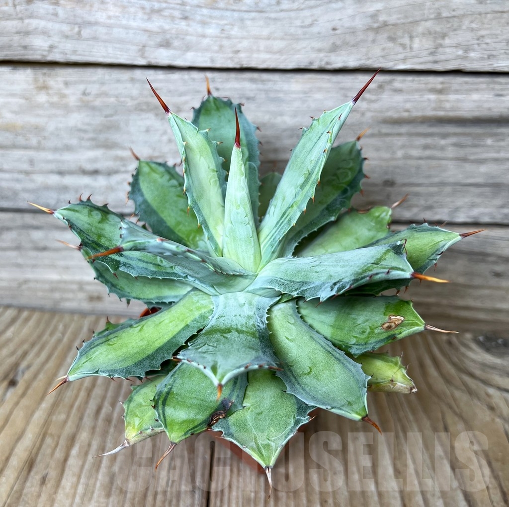 SHPR16398 Agave potatorum 'Becky' - Obrázek 2